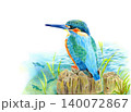 小魚を見つめるカワセミ 140072867