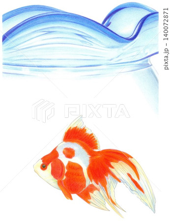 金魚鉢ときんぎょ 140072871