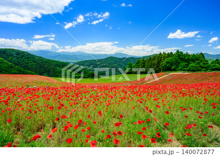 五月晴れの初夏 満開の天空のポピー 一面真っ赤に染まる花畑と遠景の観光客 五月晴れの初夏 満開の天空のポピー 一面真っ赤に染まる花畑と遠景の観光客 140072877