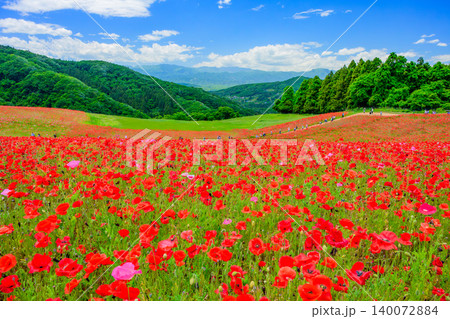 五月晴れの初夏 満開の天空のポピー 一面真っ赤に染まる花畑と遠景の観光客 五月晴れの初夏 満開の天空のポピー 一面真っ赤に染まる花畑と遠景の観光客 140072884