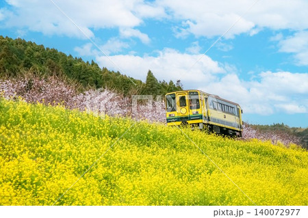 菜の花畑を走る電車 菜の花畑を走る電車 140072977