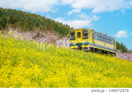 菜の花畑を走る電車 140072978