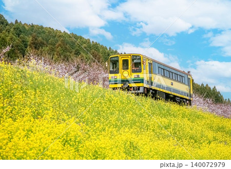 菜の花畑を走る電車 菜の花畑を走る電車 140072979