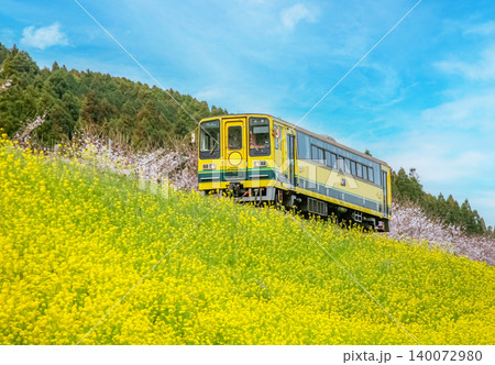 菜の花畑を走る電車 菜の花畑を走る電車 140072980