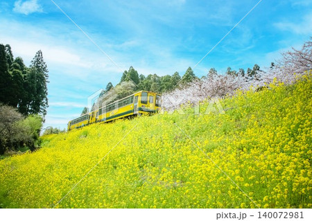 菜の花畑を走る電車 140072981