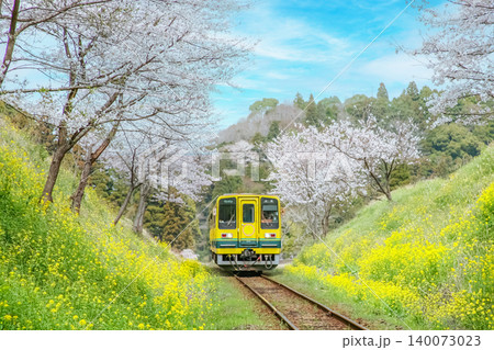 菜の花と桜のローカル線 140073023