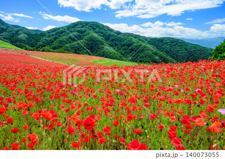 五月晴れの初夏 満開の天空のポピー 一面真っ赤な花畑と新緑の山並みに広がる爽やかな青空 140073055