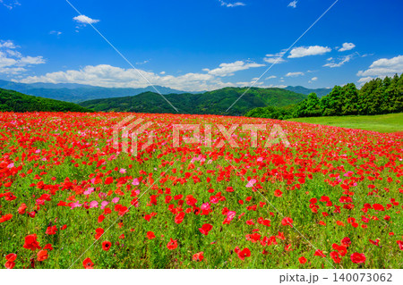 五月晴れの初夏 満開の天空のポピー 一面真っ赤な花畑と新緑の山並みに広がる爽やかな青空 140073062