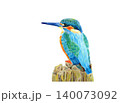 美しい鳥カワセミ 140073092