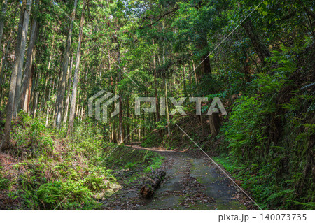 奥飛鳥の山林風景 木漏れ日射す針葉樹林 奈良県明日香村 奥飛鳥の山林風景 木漏れ日射す針葉樹林 奈良県明日香村 140073735