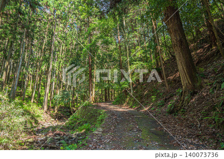 奥飛鳥の山林風景　木漏れ日射す針葉樹林　　奈良県明日香村 140073736