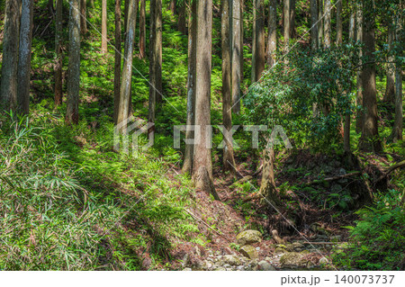 奥飛鳥の山林風景 木漏れ日射す針葉樹林 奈良県明日香村 奥飛鳥の山林風景 木漏れ日射す針葉樹林 奈良県明日香村 140073737