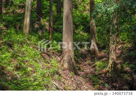 奥飛鳥の山林風景　木漏れ日射す針葉樹林　　奈良県明日香村 140073738