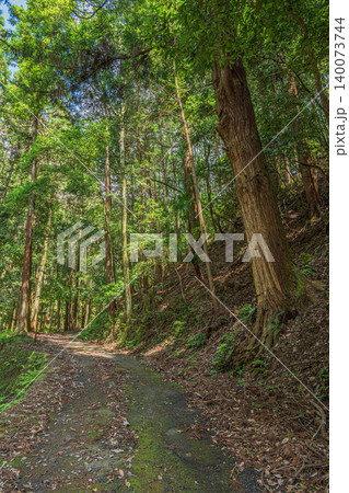 奥飛鳥の山林風景　木漏れ日射す針葉樹林　　奈良県明日香村 140073744