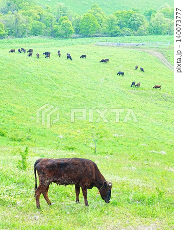 北海道の絶景 滝川市 丸加高原展望台 牛の放牧 北海道の絶景 滝川市 丸加高原展望台 牛の放牧 140073777