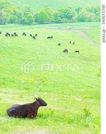北海道の絶景 滝川市 丸加高原展望台 牛の放牧 140073780