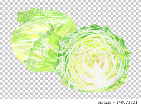 新鮮春季捲心菜的水彩插圖 新鮮春季捲心菜的水彩插圖 140073821