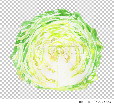 Watercolor illustration of a cross-section of spring cabbage Watercolor illustration of a cross-section of spring cabbage 140073823