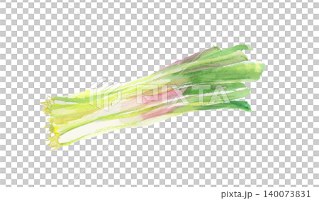 行者ニンニクの水彩イラスト 行者ニンニクの水彩イラスト 140073831