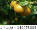 秋の実り梨が育ち成熟した様子 140073835