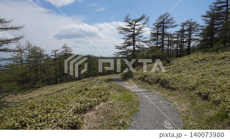 5月下旬の池ノ平湿原(長野県東御市) 5月下旬の池ノ平湿原(長野県東御市) 140073980