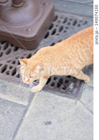ペット記事や日常風景に使いやすい茶トラ猫が歩く写真 ペット記事や日常風景に使いやすい茶トラ猫が歩く写真 140074188