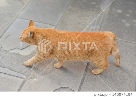 ペット記事や街角の日常素材に使いやすい茶トラ猫の写真 140074194