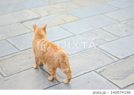 ペット記事や街角素材に使いやすい茶トラ猫の後ろ姿 140074196
