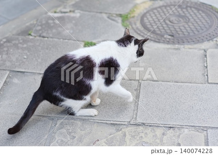 ペット記事や街角の日常素材に使いやすい白黒猫の後ろ姿写真 ペット記事や街角の日常素材に使いやすい白黒猫の後ろ姿写真 140074228