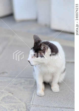 石畳の上で横を向いて座る白黒猫の屋外写真 石畳の上で横を向いて座る白黒猫の屋外写真 140074233