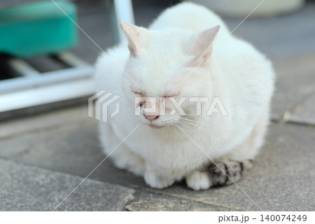 目を閉じて座る白い猫の屋外ポートレート 140074249