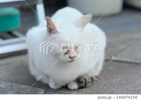 目を閉じて座る白い猫の屋外ポートレート 140074250
