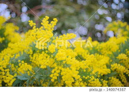 春の園芸や植物園素材に使いやすい黄色いアカシアの花写真 140074387