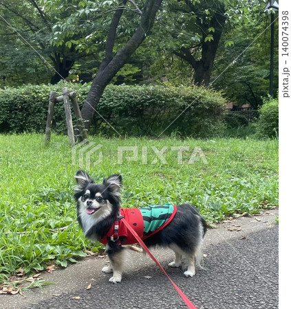 スイカの洋服を着て笑顔で散歩するポメチワの子犬 スイカの洋服を着て笑顔で散歩するポメチワの子犬 140074398