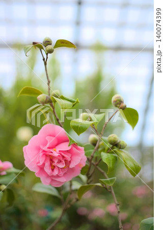春の園芸や植物園素材に使いやすいピンクのつばき写真 春の園芸や植物園素材に使いやすいピンクのつばき写真 140074399