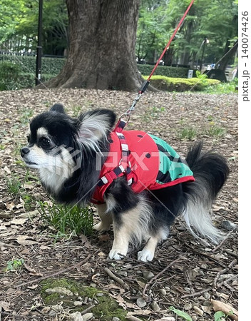 スイカの洋服を着て外で踏ん張るポメチワの子犬 140074426