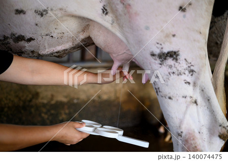 Closeup Dairy worker applying milk quality testing before milking process in farm 140074475