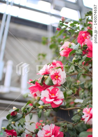 植物園や園芸素材に使いやすいつばきどんちょうの花 植物園や園芸素材に使いやすいつばきどんちょうの花 140074697