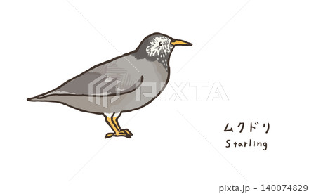 シンプルなムクドリのイラスト　可愛い椋鳥のイラスト 140074829