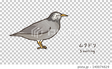 シンプルなムクドリのイラスト　可愛い椋鳥のイラスト 140074829