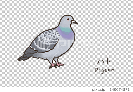 Simple pigeon illustration, cute pigeon illustration Simple pigeon illustration, cute pigeon illustration 140074871