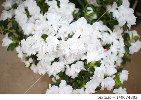 園芸素材に使いやすい白花のアザレアスノーシャイン 園芸素材に使いやすい白花のアザレアスノーシャイン 140074882