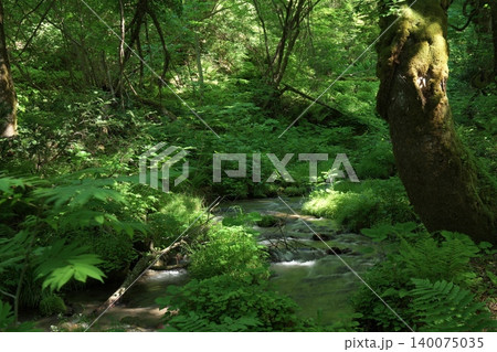 新緑が美しい鳥取県奥大山の木谷沢渓流 新緑が美しい鳥取県奥大山の木谷沢渓流 140075035