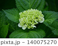 白いアジサイ 140075270