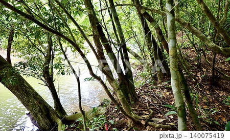 沖縄県西表島のマイラ川のマングローブ原生林 140075419