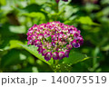 赤いアジサイ 140075519