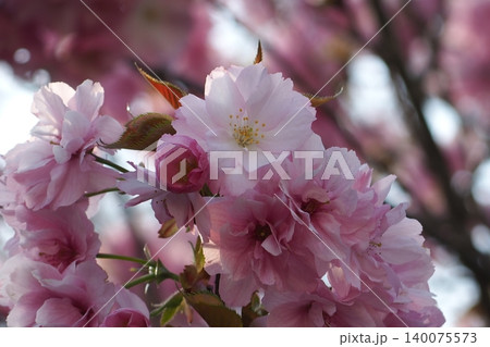 春の近隣公園に咲いた八重桜 140075573