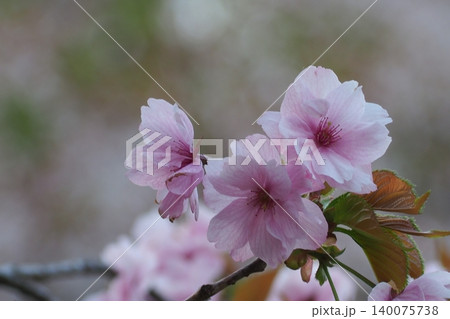 美しいピンクの八重桜 美しいピンクの八重桜 140075738