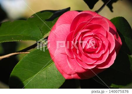 赤い椿の花 赤い椿の花 140075876