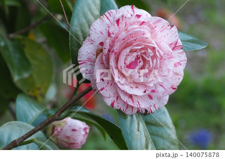 春先の椿の花 春先の椿の花 140075878